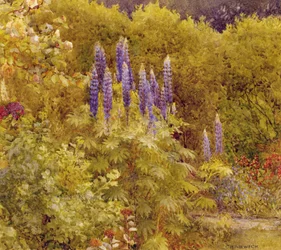 Lupins
