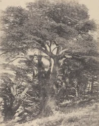 Group of Cedar Trees, Mount Lebanon