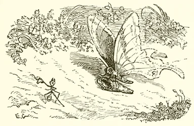 The Ant and the Chrysalis