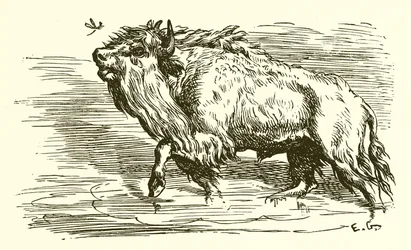 The Gnat and the Bull