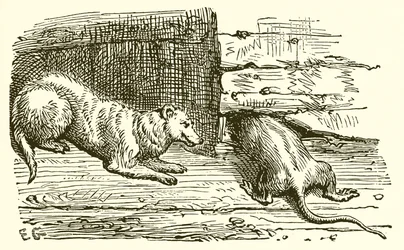 The Mouse and the Weasel