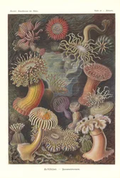 Actiniae - Sea Anemone, Plate 49, from 