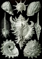 Examples of Prosranchia - shells from a variety of prosobranch gastropods, from 