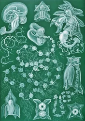 Examples of Siphonophorae from 