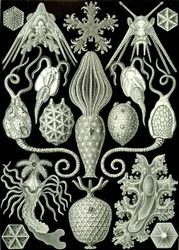 Illustration of Amphoridea from 