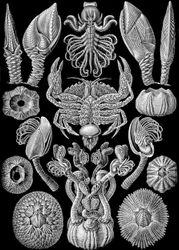 Illustration of Cirripedia from "Kunstformen der Natur" 1904