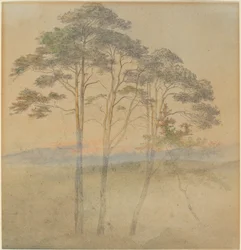 Pines in a Morning Fog