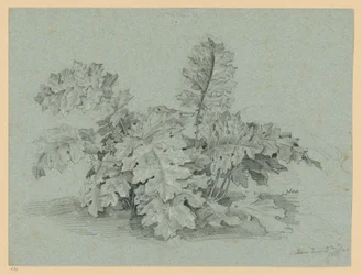 Acanthus Plant