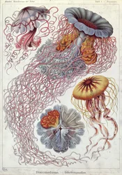 Jellyfish, from 