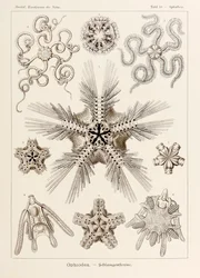 Plate 10 Ophiothrix Ophiodea from 