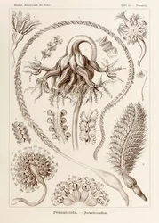 Plate 19 Pennatula Pennatulida from 