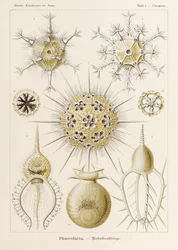 Plate 1 Circogonia Phaeodaria from 