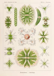 Plate 24 Staurastrum Desmidiea from 