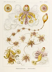 Plate 7 Epibulia Siphonophorae from 