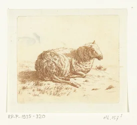 Lying Sheep