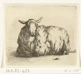 Lying Sheep from the Front
