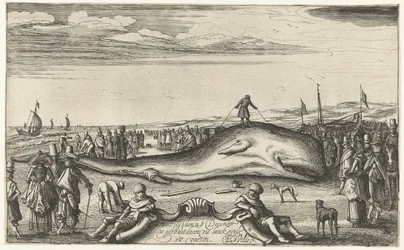 Stranded Sperm Whale on the Beach at Noordwijk, 1614
