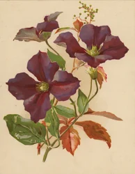 Clematis and Virginian Creeper