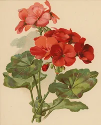 Geranium