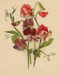 Sweet Peas