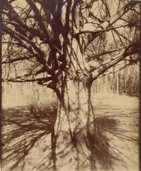 Tree (Garche) Beech