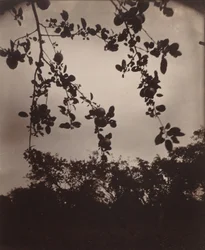 Apple Tree Branch, 1922/1923