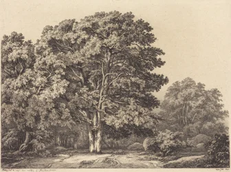 Entrance to a Forest
