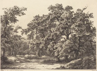 Oaks