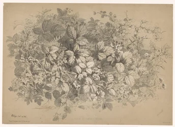 Blackberries and Other Plants