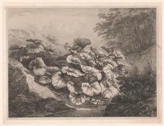 Great Coltsfoot
