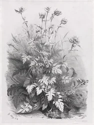 Groups of Various Plants Drawn After Nature: No. 7