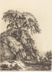 Juniper Tree