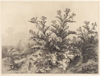 Large Thistle