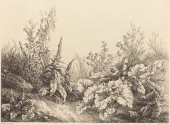 Study of a Burdock, 1840