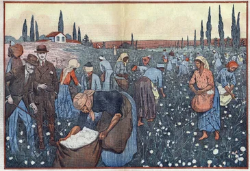 The cotton crop, near Orleanville, in the Chelif Valley, Algeria. Illustration of Damblans. In “Le Pelerin” of February 23