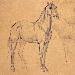 Study of a Horse