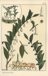 Botanical illustration of Solomon