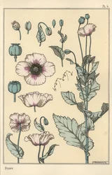 Botanical illustration of the poppy, with flower parts, opium pod