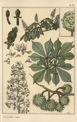 Chestnut tree botanical study