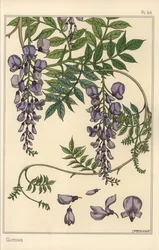 Glycine botanical study