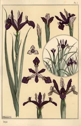 Iris Plant and Flower Parts, with Inset