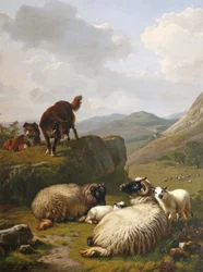 Sheep and dogs