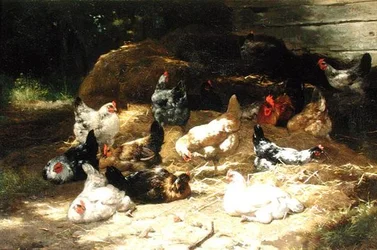 Chickens