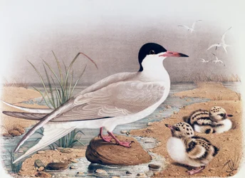 Common Tern (Sterna hirundo), engraving from Natural History of Birds that nest in Lombardy, by Eugenio Bettoni