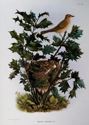 Garden Warbler (Sylvia hortensis), engraving from Natural History of Birds that nest in Lombardy, by Eugenio Bettoni