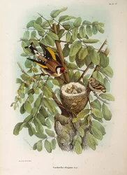 Illustration from Eugenio Bettoni
