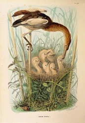 Illustration from Eugenio Bettoni