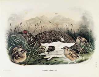 Illustration from Eugenio Bettoni