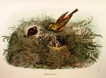 Illustration from Eugenio Bettoni