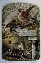 Title page of Natural History of Birds that nest in Lombardy, engraving by Oscar Dressler, Italy